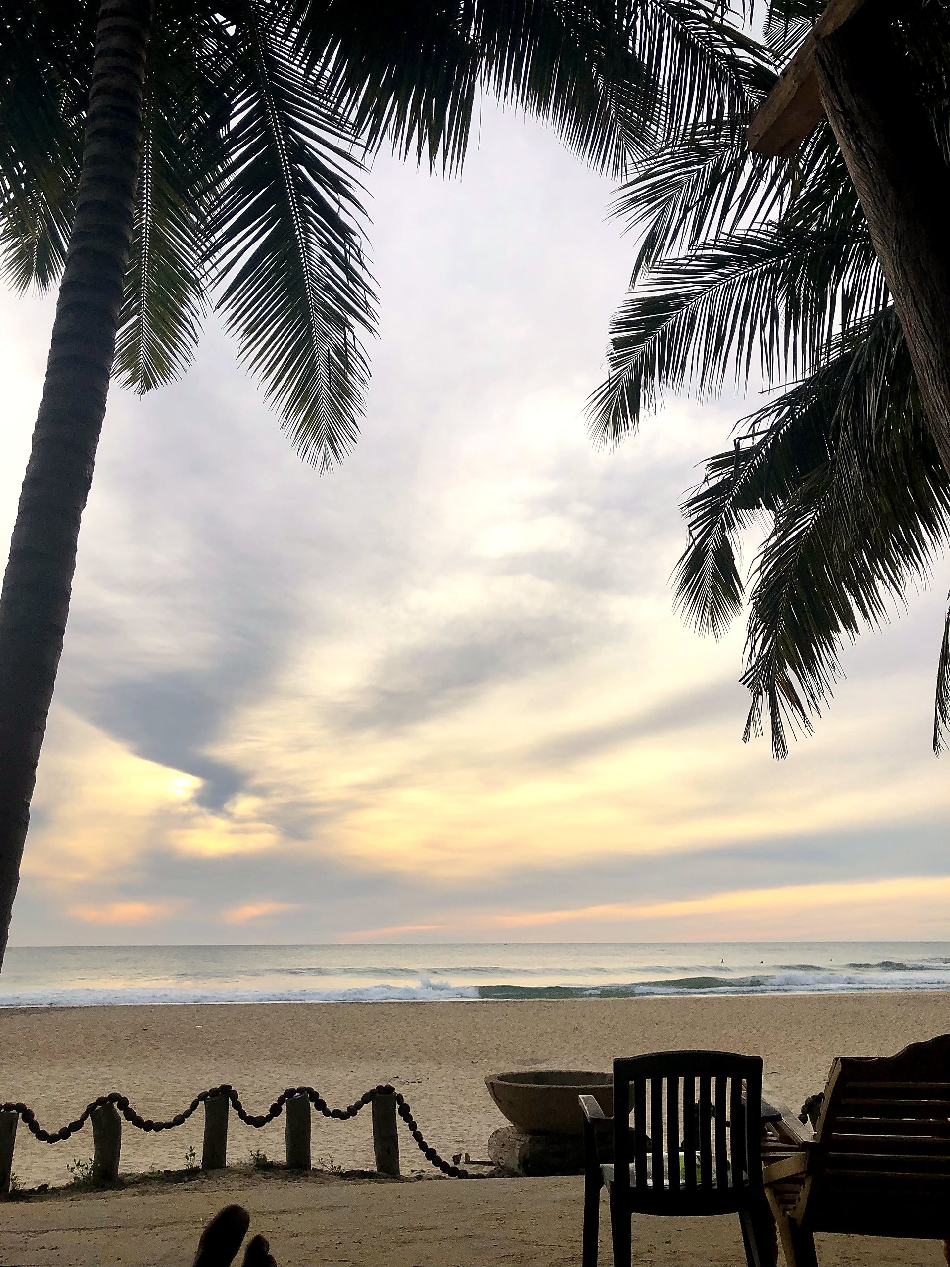 Palm and beach at sunset