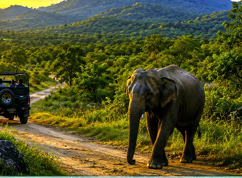 Elephant at Lahugala National Park